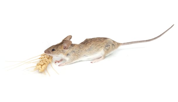 mouse eats wheat on white background