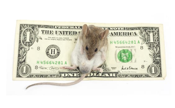 mouse and the dollar on a white background