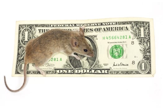 mouse and the dollar on a white background