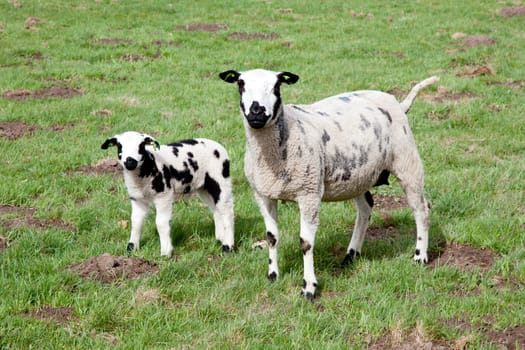 ewe with black and white lamb in meadow