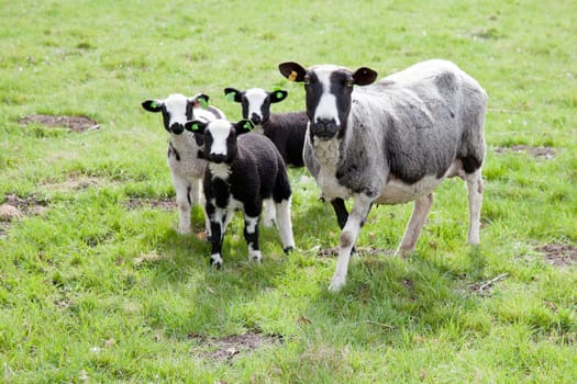 sheep and three lambs standing and gazing in meadow