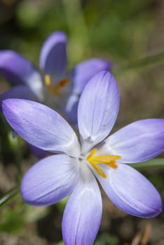 Close up of purple crocus in the spring garden