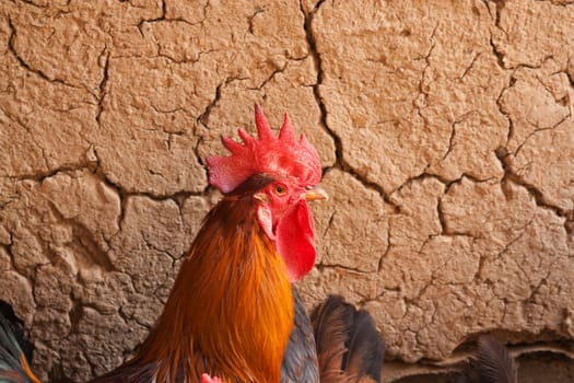cock against the wall