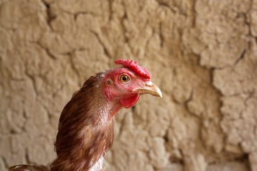 chicken against the mud wall