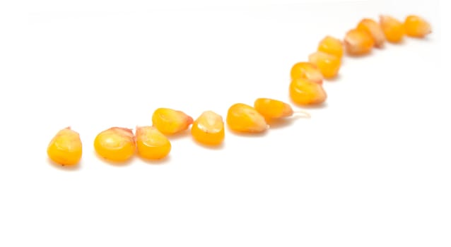 yellow corn grain on white background 