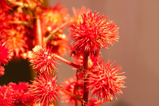 background with red flowers