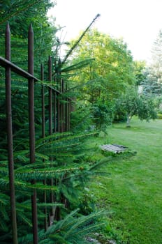 spruce hedges in the park and through the fence rods hanging spruce branches