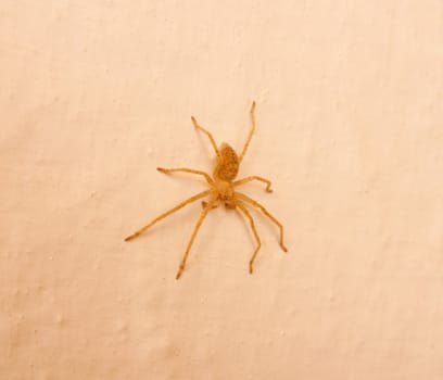 yellow spider