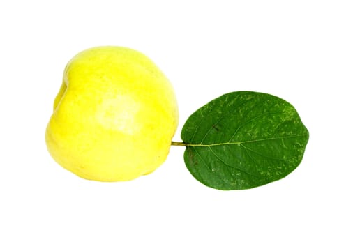 object on white - food quince close up 