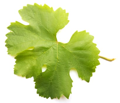 grape leaf on a white background