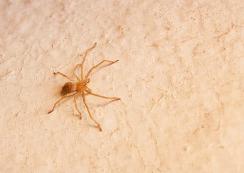yellow spider