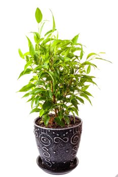 Benjamin's ficus in a pot on a white background