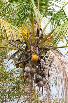 Ripening cocoes on a coconut palm tree
