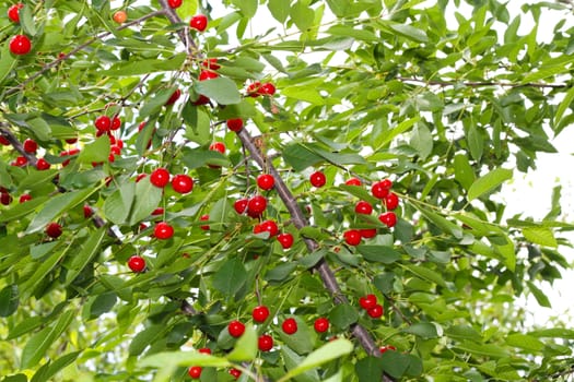 Cherry tree with ripe cherries in the garden. 