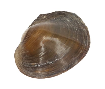River Shell
