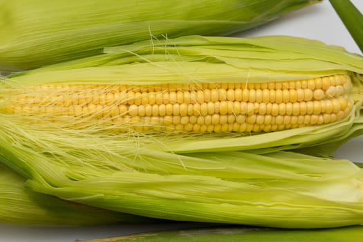 corn cob between green leaves