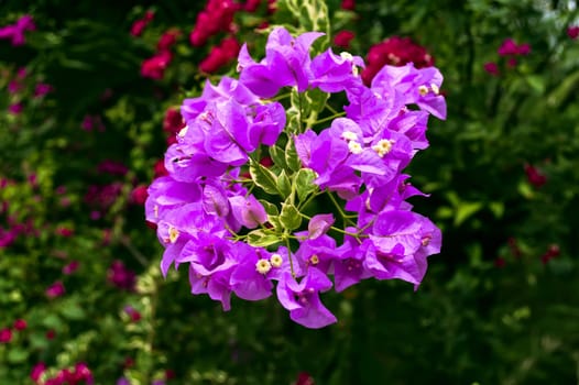 Violet Flowers of Bougainvillea. Thailand 2013.