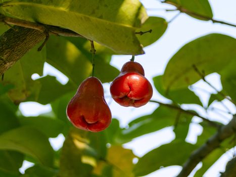 Two Syzygium samarangense. Rose apple fruit.