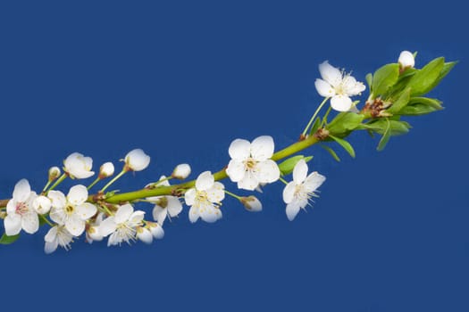 apple flowers on a blue background