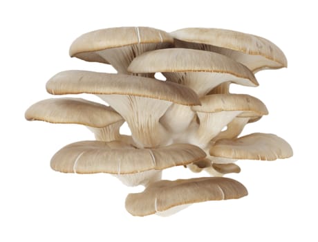 Oyster mushrooms on a white background 