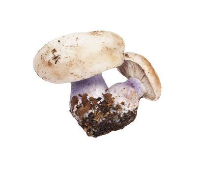 mushroom blue foot