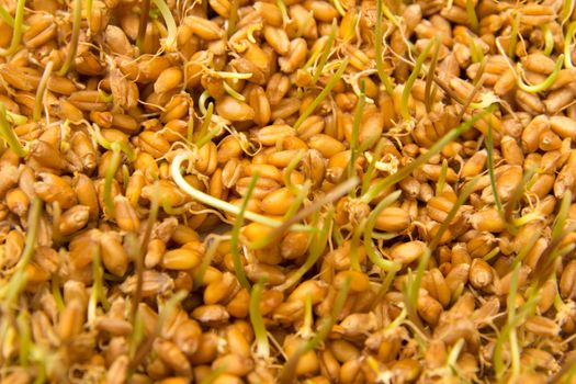 sprouted wheat as the background