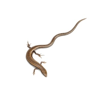 lizard on a white background