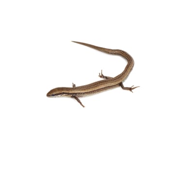 lizard on a white background