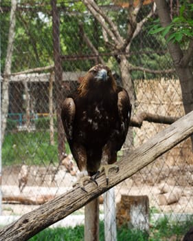 Tawny Eagle 