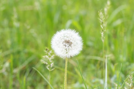 Single dandelion flower in a green grass