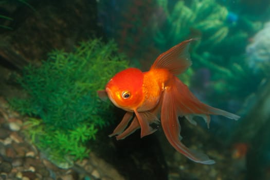 Gold oranda goldfish in an aquarium 