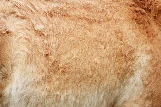 Furry skin of brown horse abstract background