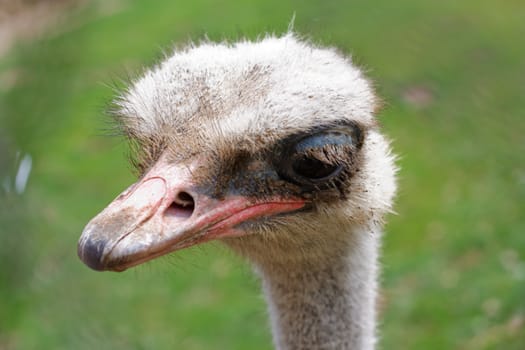 Ostrich head side view over blur green sunny background