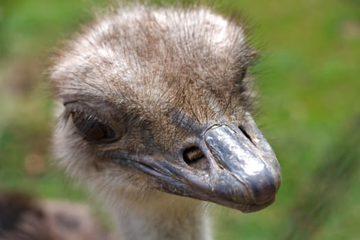 Ostrich head side view over blur green sunny background	

