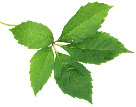 green leaf on a white background 