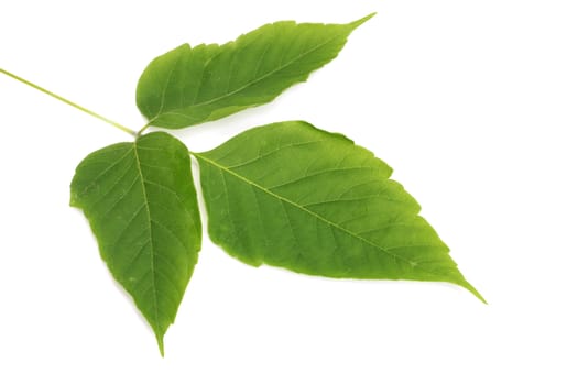 Green leaf. 