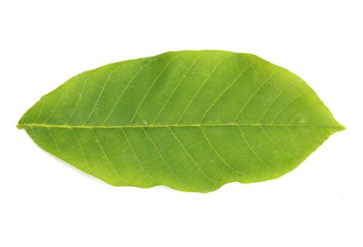 walnut leaf isolated on white 