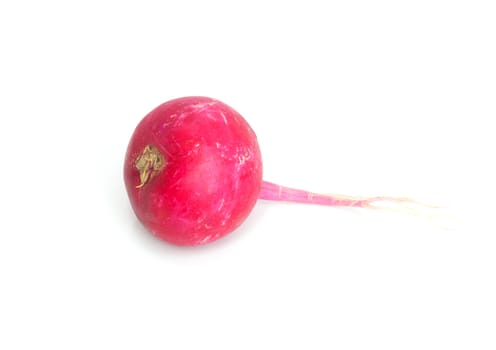 radish on a white background