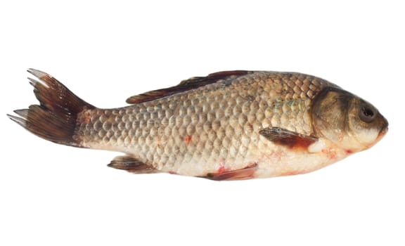 Crucian carp isolated on white background 