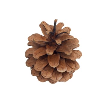 single pine cone, isolated 