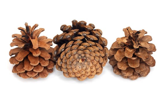 three pine cone with white background 