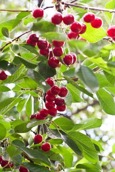 fresh cherries on the tree