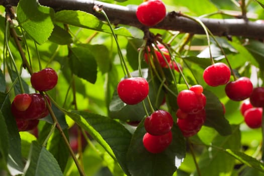 red cherries on the tree