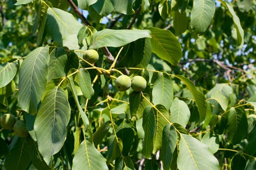 Green walnuts