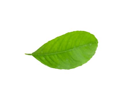 Lemon leaf isolated on white background 