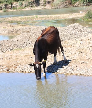 cow drinks water from a river