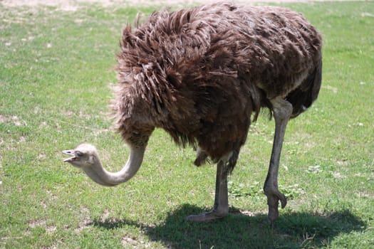 ostrich