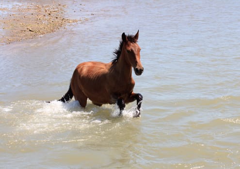 Palamino horse on the gulf in the sunset 