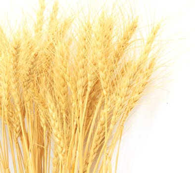 wheat grass isolated over white background 