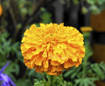 Yellow flower in garden